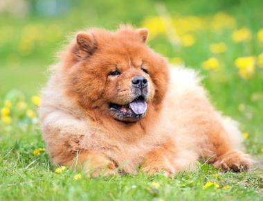 Chow chows don t have pink tongues like most other dogs chows are born with pink tongues but it becomes blue black by the time they re 6 months old due to pigment change