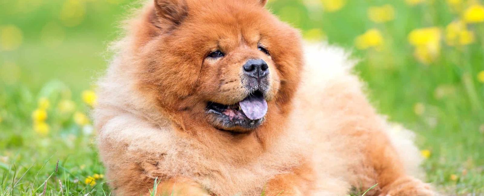 Chow chows don t have pink tongues like most other dogs chows are born with pink tongues but it becomes blue black by the time they re 6 months old due to pigment change