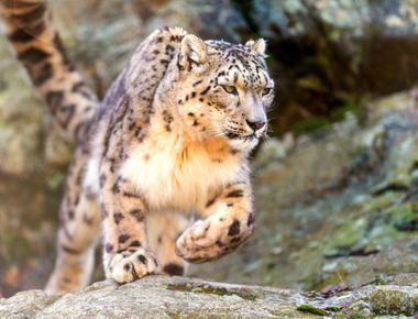 A snow leopard can leap six times its own body length