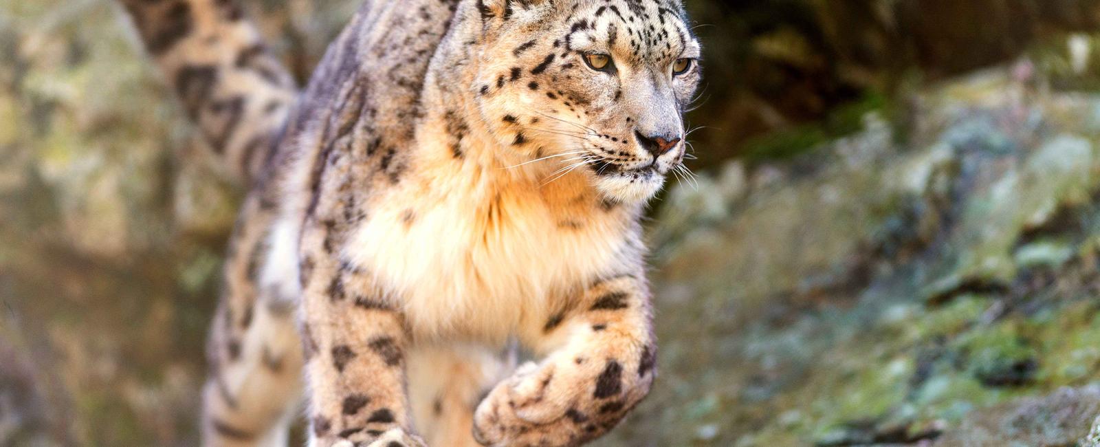 A snow leopard can leap six times its own body length