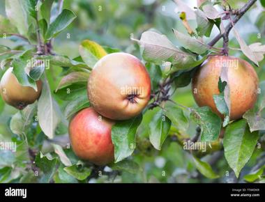 May queen wisley crab foxwhelps and lane s prince albert are all species of what apples