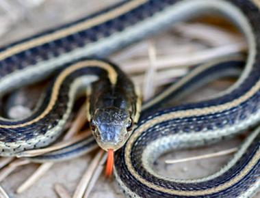 Snakes smell with their tongue