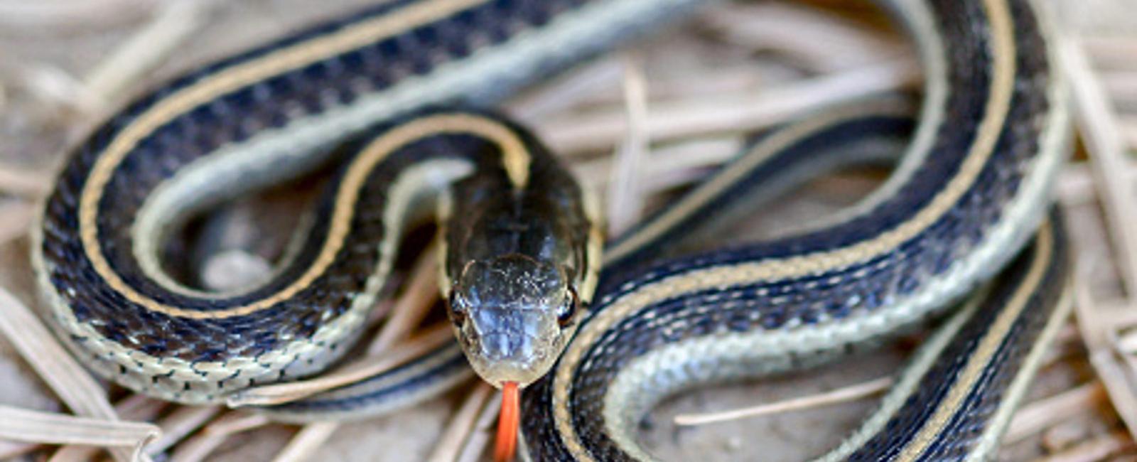 Snakes smell with their tongue