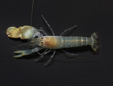 At a mere 2cm in length the tiger pistol shrimp could be the loudest creature in the animal kingdom when it snaps its claw it produces a nearly 230 decibel sound that s louder than a gunshot and even louder than a concord s sonic boom