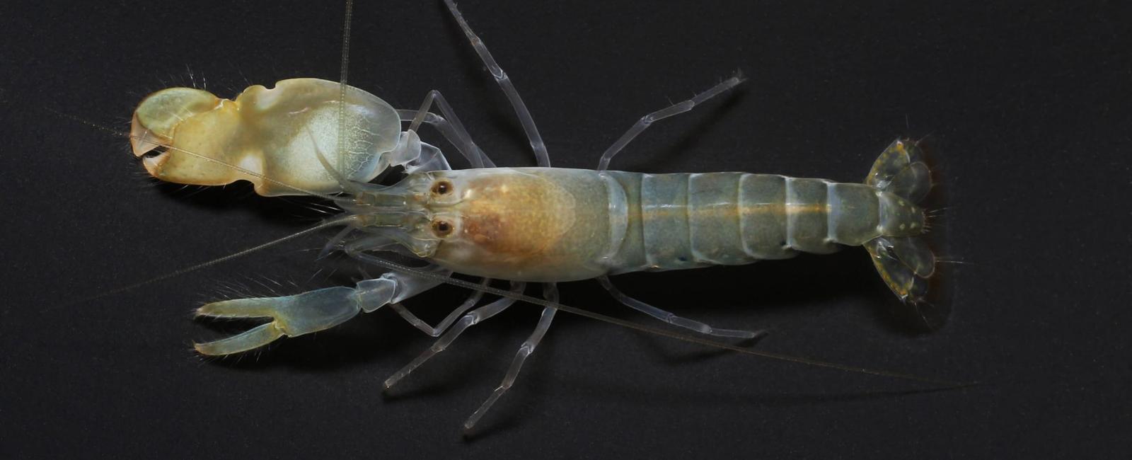 At a mere 2cm in length the tiger pistol shrimp could be the loudest creature in the animal kingdom when it snaps its claw it produces a nearly 230 decibel sound that s louder than a gunshot and even louder than a concord s sonic boom