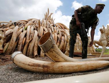 The hard white material of elephant tusks is called what ivory