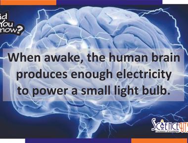 Your brain generates enough electricity to power a lightbulb