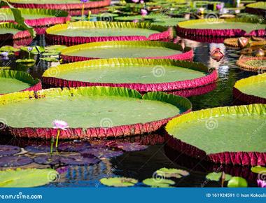 Giant water lilies in the amazon can grow over 6 feet in diameter