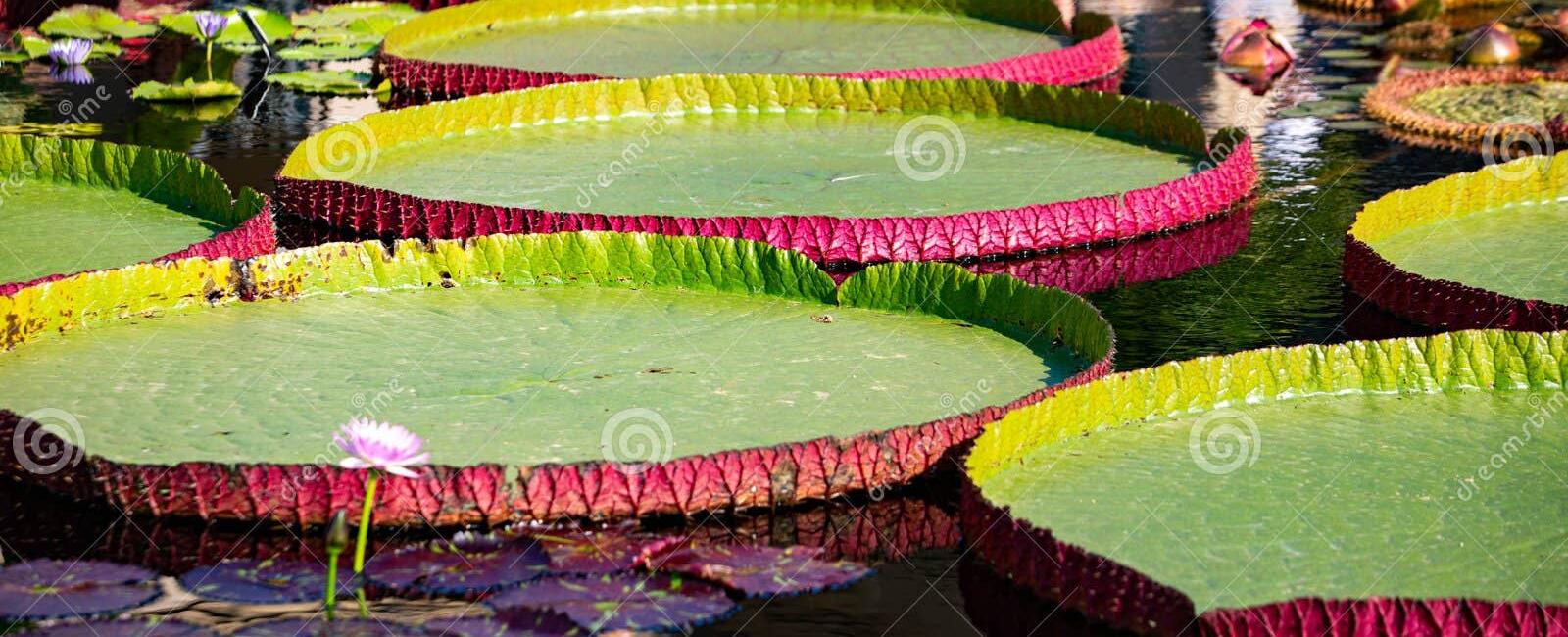 Giant water lilies in the amazon can grow over 6 feet in diameter