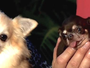 The smallest dog is a female chihuahua called milly measured 3 8 in 9 65 cm tall