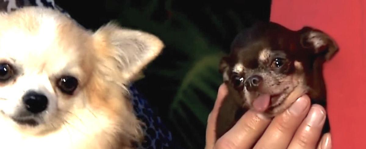 The smallest dog is a female chihuahua called milly measured 3 8 in 9 65 cm tall