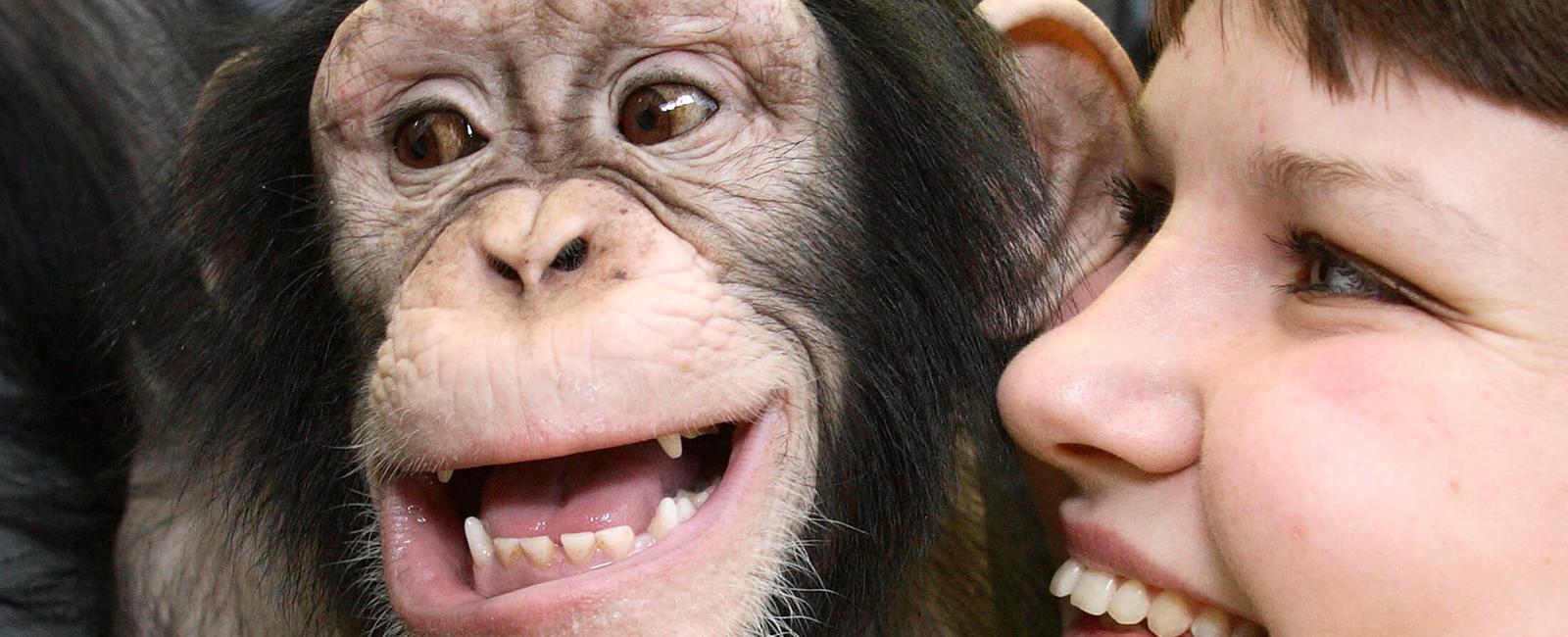 Human bodies have the same number of hairs as chimpanzees