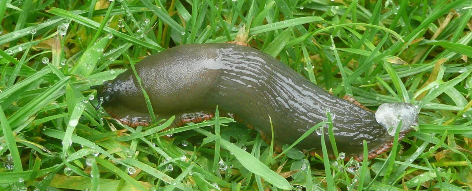 Slugs have 4 noses