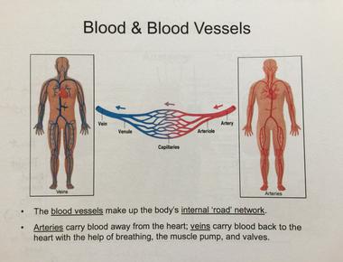 What happens to your skin s blood vessels as you exercise they widen