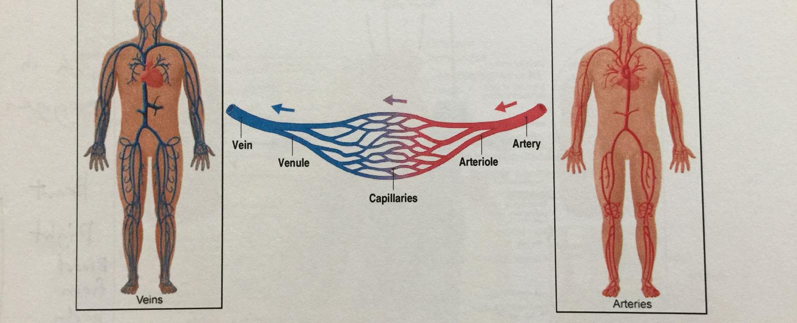 What happens to your skin s blood vessels as you exercise they widen