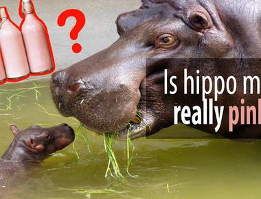 Hippos milk is bright pink the reason is that the hippo secretes two kinds of unique acids called hipposudoric acid and norhipposudoric acid