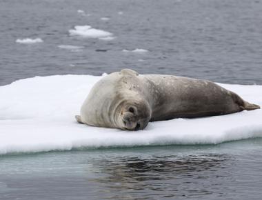 The weddell seal can travel underwater for seven miles without surfacing for air