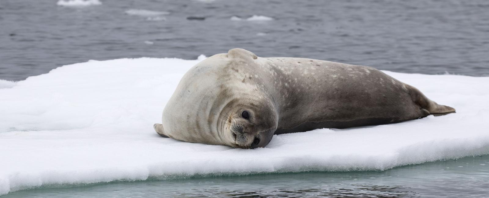 The weddell seal can travel underwater for seven miles without surfacing for air