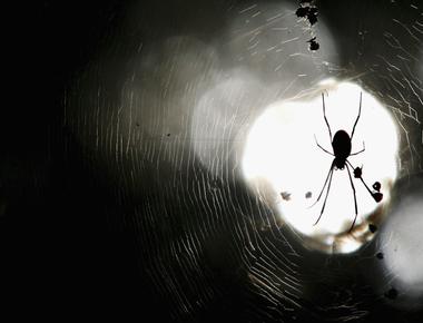 Around 400 800 million tons of prey are killed yearly by the spider family