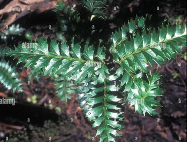 King s holly plant or lomatia tasmanica may flower but has no fruit or seeds this strange plant has reproduced for nearly 43 600 years by cloning itself it drops a branch that becomes its own plant with identical dna