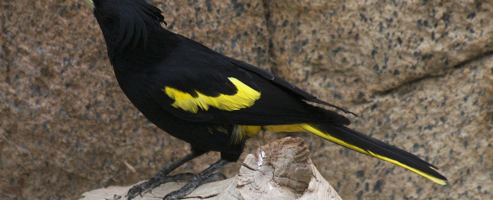 What kind of bird is often seen dashing along the roads and highways of the southern usa and mexico hence its name roadrunner