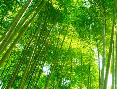 Bamboo is the world s fastest growing plant