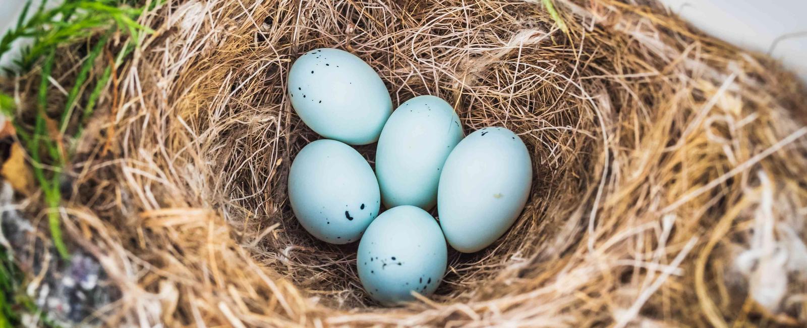 What sort of nest was the subject of over 150 sitcoms empty