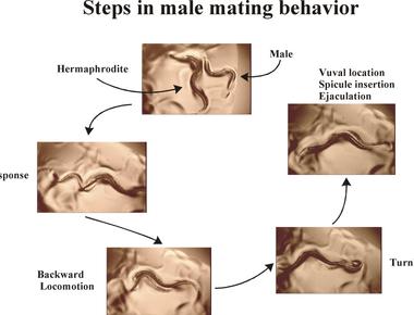 Human language has been selected during evolution as a type of mating signal that allows potential mates to judge reproductive fitness