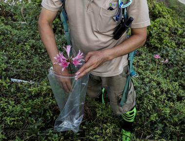 Plants are more vulnerable to extinction than animals 40 of known species today are in danger of extinction according to scientists that will affect our prospects for new food sources and medicines in the future