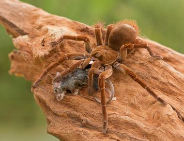 The world s most enormous spider is the south american goliath birdeater the puppy sized spider spreads to nearly a foot and weighs over 6 oz it also has barbed hairs and highly venomous 2 inch fangs