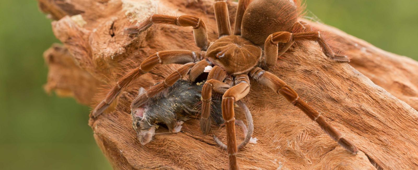 The world s most enormous spider is the south american goliath birdeater the puppy sized spider spreads to nearly a foot and weighs over 6 oz it also has barbed hairs and highly venomous 2 inch fangs