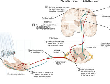 When hands and feet are immersed in water it s been shown that nerve fibers shrink and the skin s body temperature regulators lose volume which leads to wrinkling