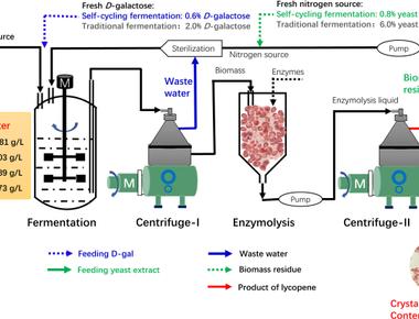 Flatulence or farting is actually a fermentation processes which leads to the production of the gas sulfur