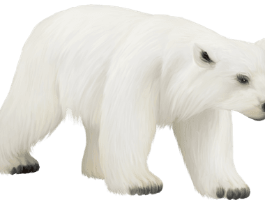 Despite the white fluffy appearance of polar bears fur which is transparent it actually has black skin