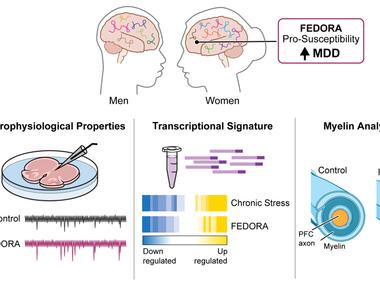 Women are twice as likely to be diagnosed with depression than men