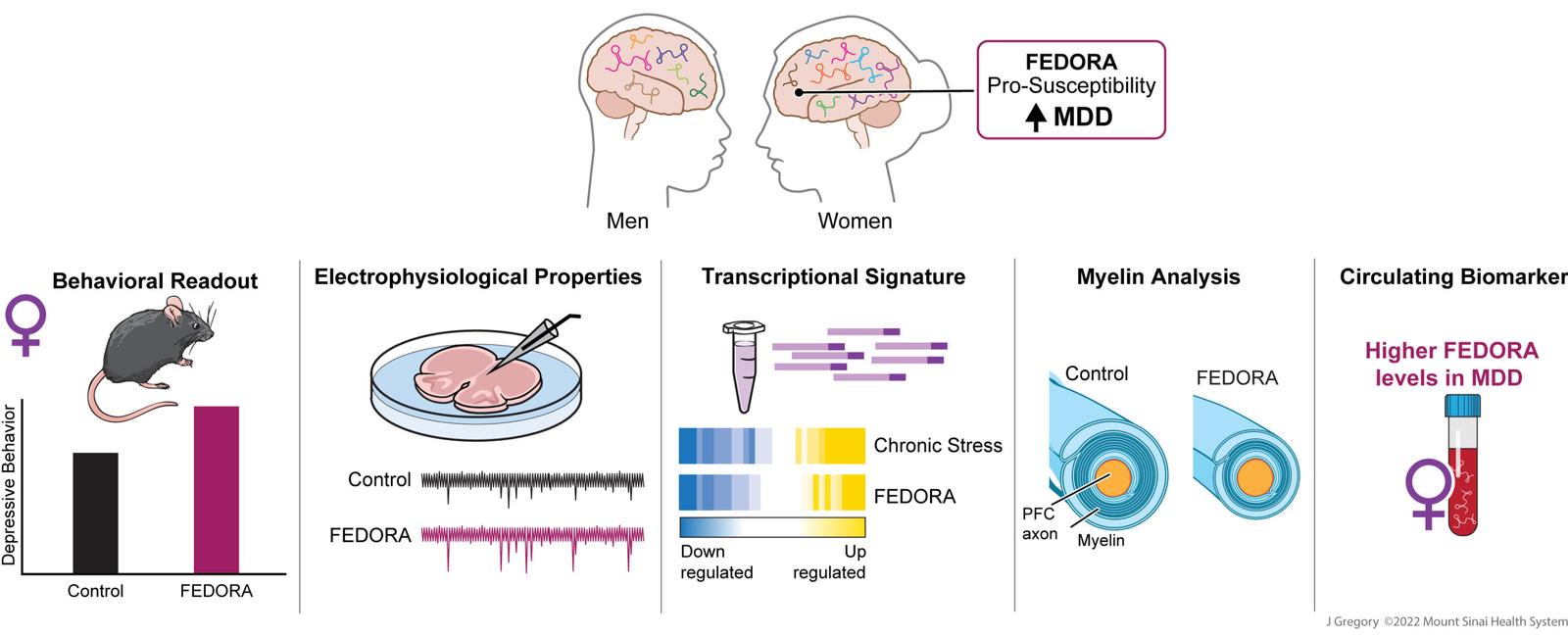 Women are twice as likely to be diagnosed with depression than men