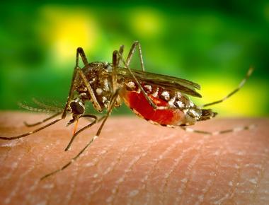 It s only the female mosquito that actually bites humans