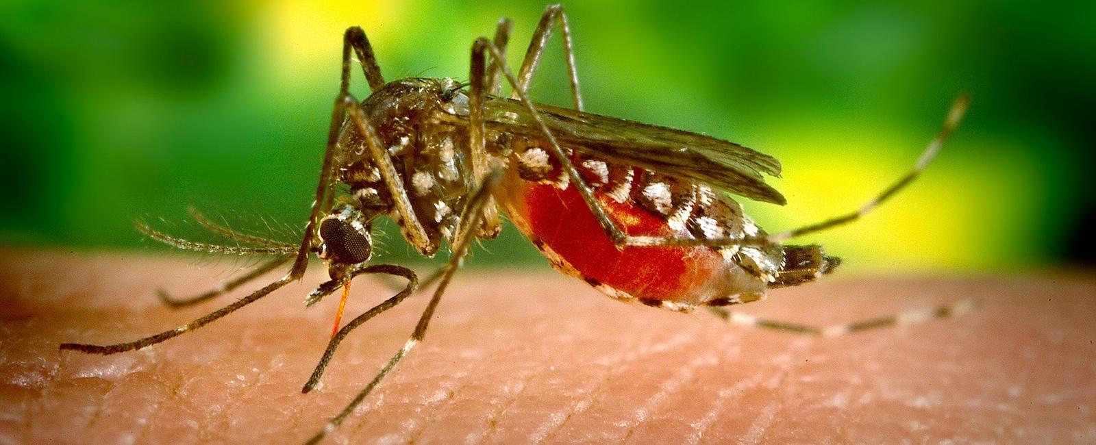 It s only the female mosquito that actually bites humans