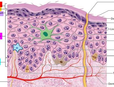 The epidermis outermost layer of human skin has four layers within itself the stratum corneum the granular layer the squamous cell layer and the basal cell layer