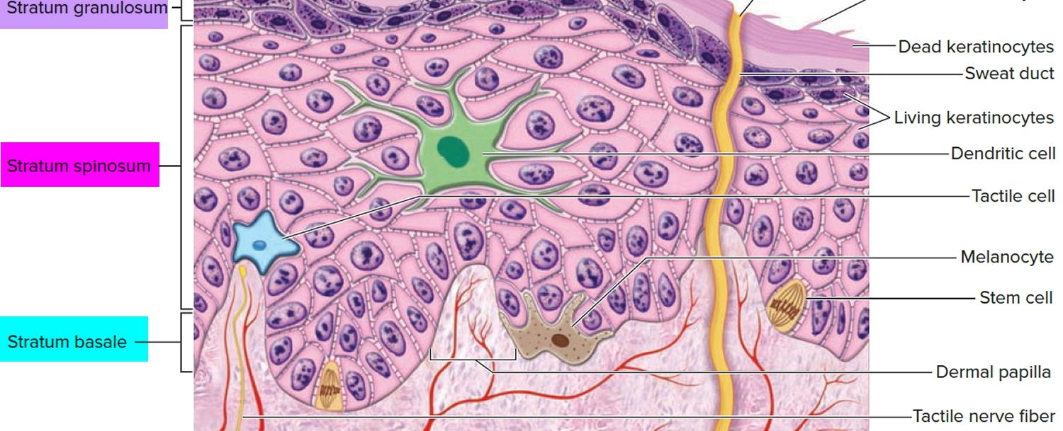 The epidermis outermost layer of human skin has four layers within itself the stratum corneum the granular layer the squamous cell layer and the basal cell layer