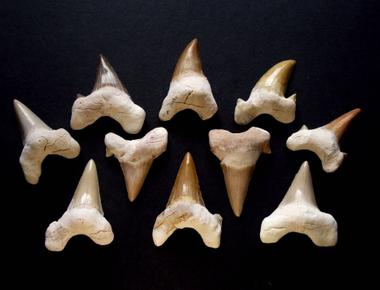 Human teeth are just as strong as shark teeth