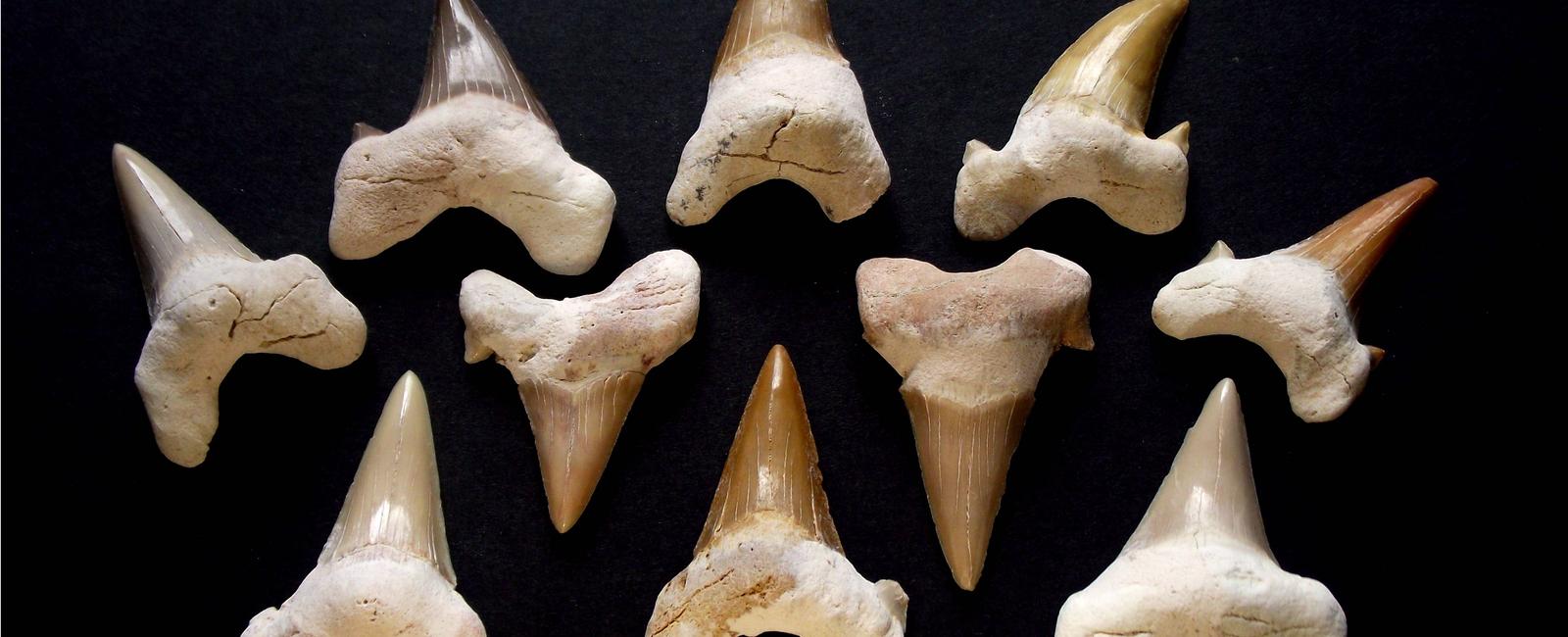 Human teeth are just as strong as shark teeth