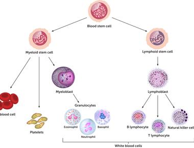 There is now a thigh implant that produces immune cells to fight infections which could save children born without a thymus the organ above the heart where t cells mature who usually die before age 3