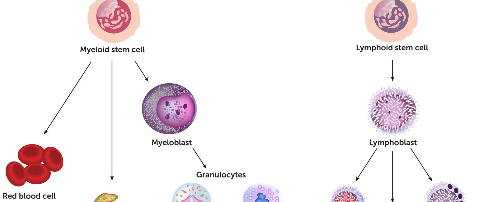 There is now a thigh implant that produces immune cells to fight infections which could save children born without a thymus the organ above the heart where t cells mature who usually die before age 3