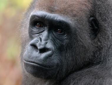 The scientific name for the western lowland gorilla is gorilla gorilla gorilla