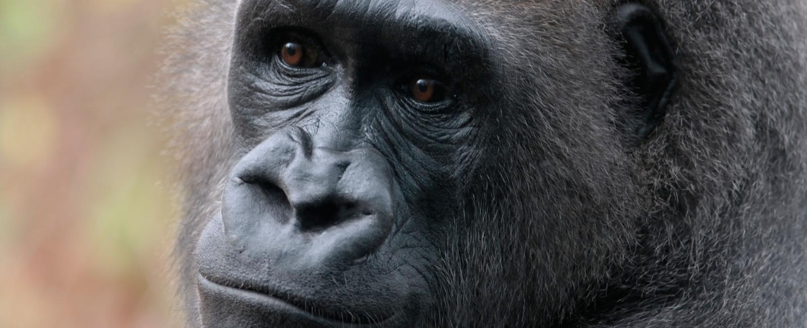 The scientific name for the western lowland gorilla is gorilla gorilla gorilla