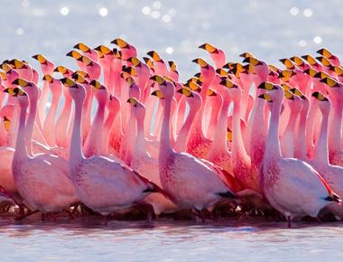 A flamboyance is a group of what animals flamingos