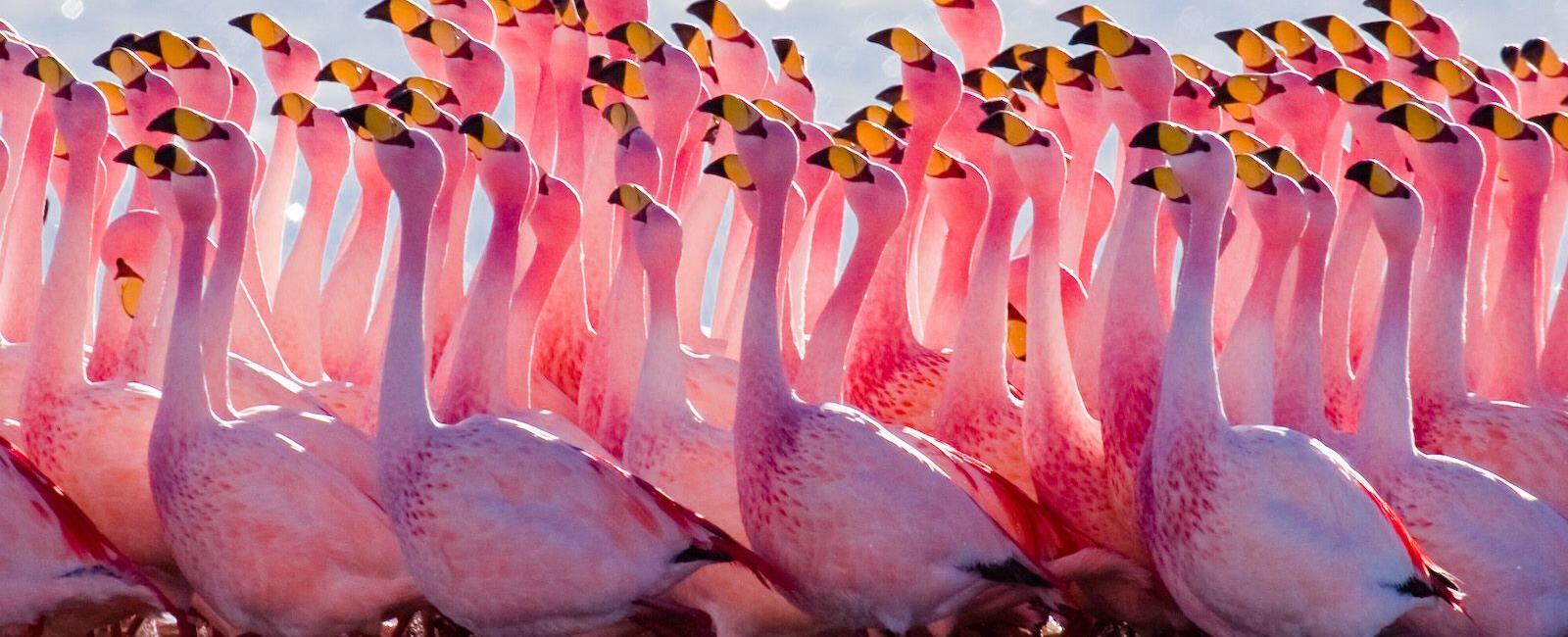 A flamboyance is a group of what animals flamingos