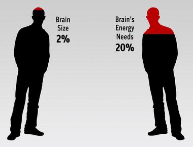 The brain represents about 2 per cent of your total body weight