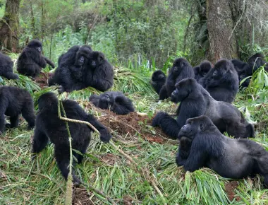 Humans can make gorillas sick they can catch respiratory infections and other diseases from you that includes the common cold